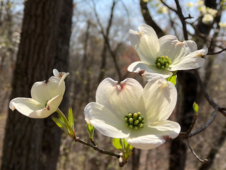 Redbuds and Dogwoods