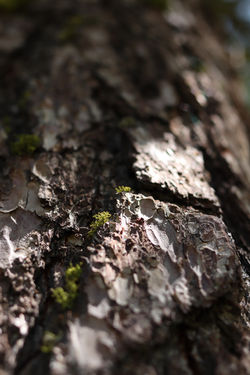 Detail einer Baumrinde