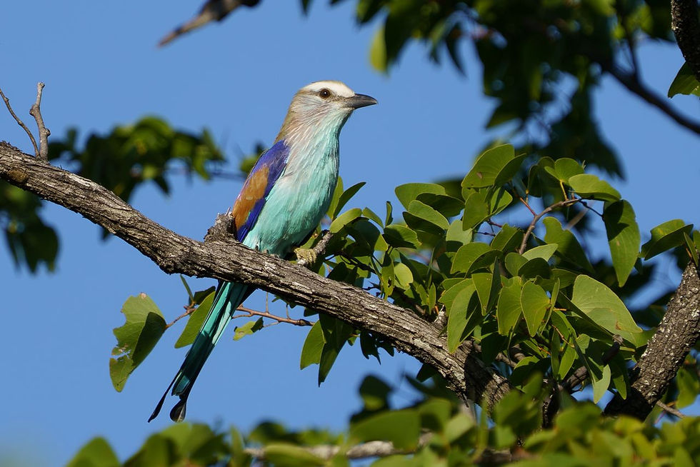 A Racket Tailed Roller at Chishakwe Safaris, perched on a branch amidst green leaves against a clear blue sky.