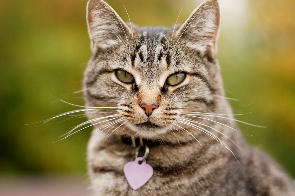 Cat Collar and Tag