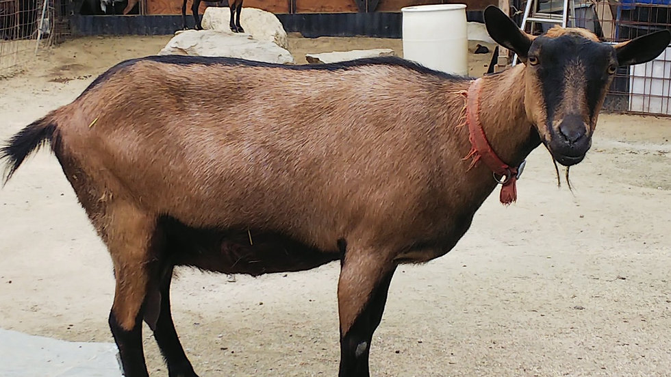 レンタル ヤギ ヤギレンタル 商業車と山羊のレンタル レンタル ヤギ ヤギレンタル 商業車と山羊のレンタル