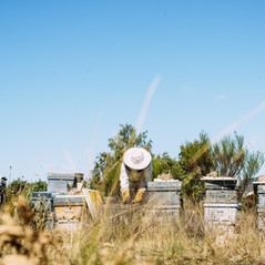 chateau_auribeau-apiculture-04.jpg