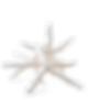 Shell2-4.png