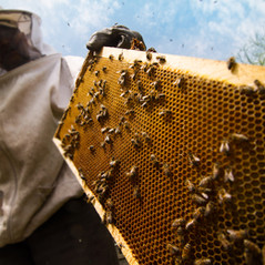 chateau_auribeau-apiculture-03.jpg