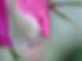 Rose-2.jpg