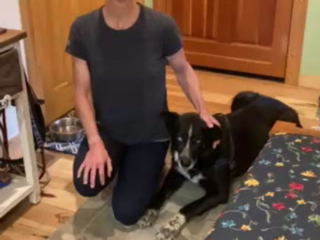 How To Give Your Dog A Pill