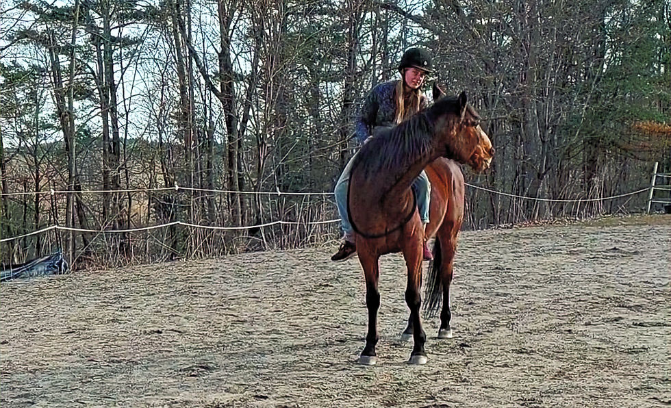Woman giving a bay horse a treat while riding