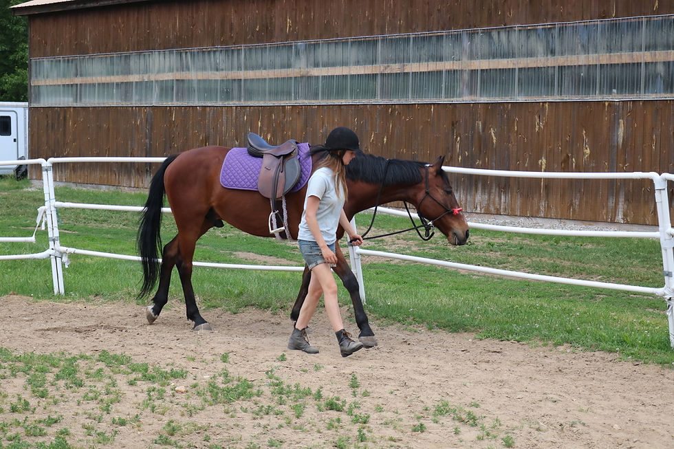 Woman walking bay horse next to some grass
