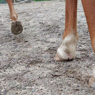 Keeping Barefoot Horse's Hooves Healthy