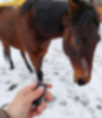 Bay horse with a clicker being held in front