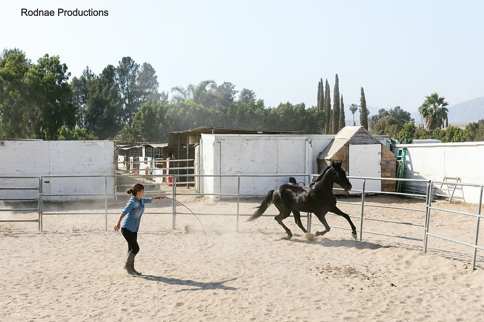 Woman round penning a black horse