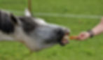 White horse taking a carrot from a hand