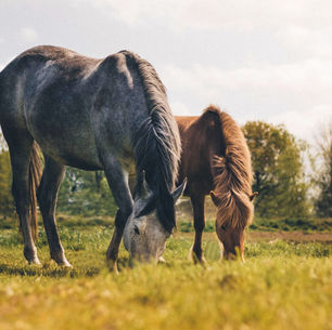 Transitioning Horses onto Spring Pasture