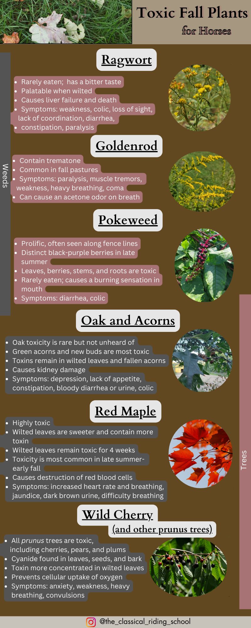 Toxic fall plants to horses