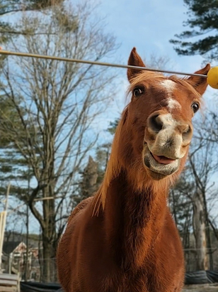 Beginner's Guide to Clicker Training Horses
