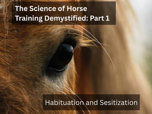 Close up of a brown horse's eye