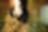Close up of horse with hay in their mouth