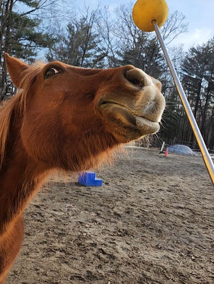 A chestnut pony reaching for a target