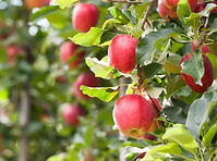 istockphoto-187048681-170667a.jpg