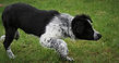 chiot border collie troupeau