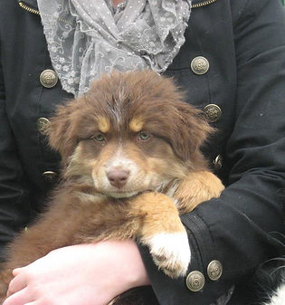 caresser un chien qui a peur