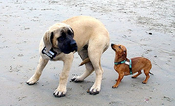 chien soumis