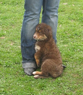 chien qui a peur