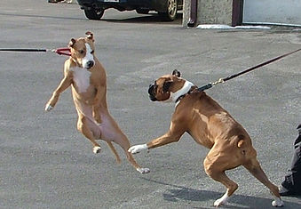 chien qui tire