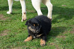 chiot berger australien travail