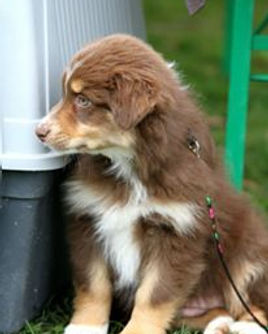chiot berger australien rouge tricolor