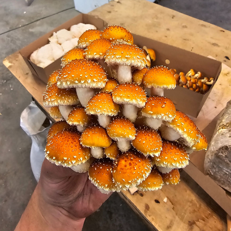 Thumbnail: Chestnut Mushroom (1/2 lb)