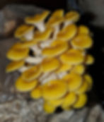 Thumbnail: Golden Oyster Mushroom (1/2 lb)