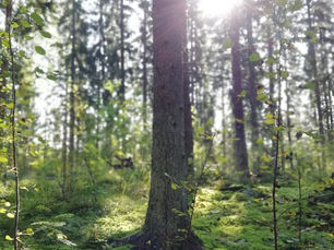 Luonnollinen valo lisää hyvinvointia