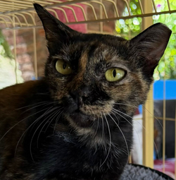 Sponsor Marisol for $180/mth