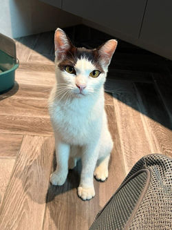 Sponsor Pokemon for $180/mth