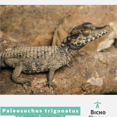 Jogo Do Bicho Jacare X Crocodilo Seu último desejo é saber se é um crocodilo ou um jacaré ameaçando sua vida naquele instante, mas você pode identificar. jogo do bicho jacare x crocodilo
