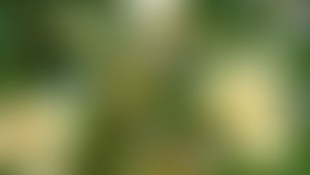 Curiosidades sobre o jatobá-do-Cerrado