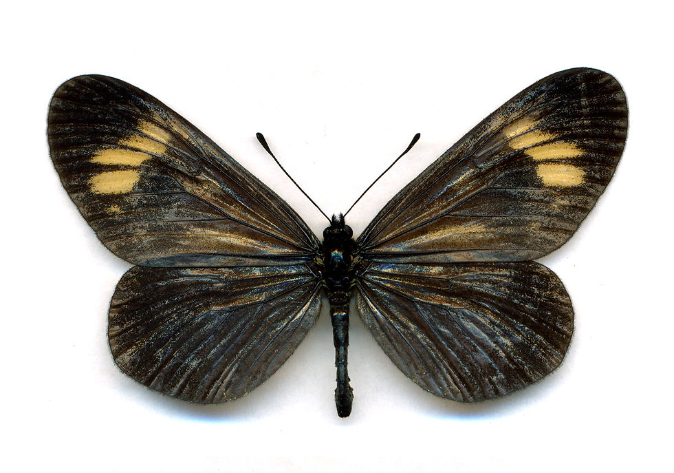 Borboleta-palha (Actinote zikani), considerada Criticamente em Perigo (CR). Foto: NSG group from Lund, Sweden