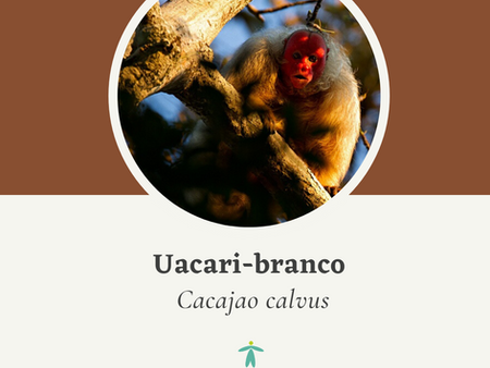 Curiosidade animal: Uacari, o macaco-inglês