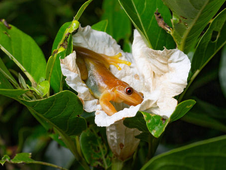 Conheça a Perereca Polinizadora 