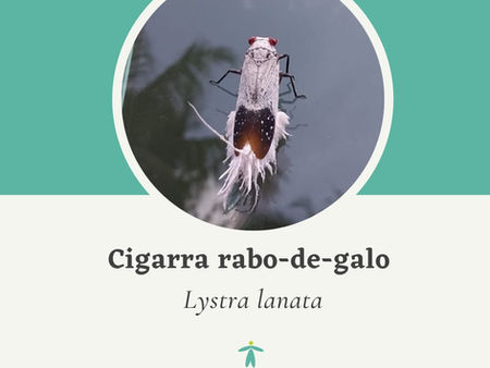 Que bicho é esse? Cigarra rabo-de-galo