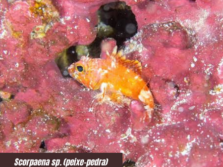 Novas espécies de peixes são descobertas em Fernando de Noronha