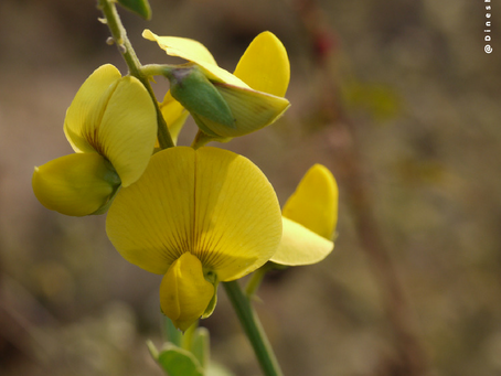 Poder Bioinvasor da Crotalaria