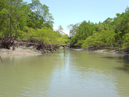 26 de julho: Dia Mundial dos Manguezais