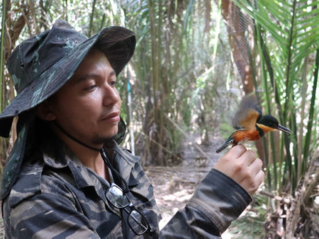 Conheça o martim-pescador-miúdo