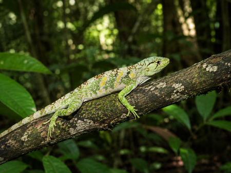 Conheça o lagarto-preguiça: Polychrus marmoratus