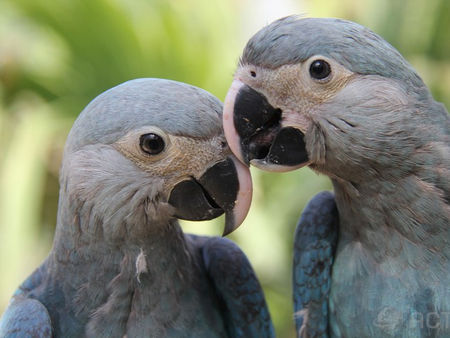 Aves Brasileiras em Risco