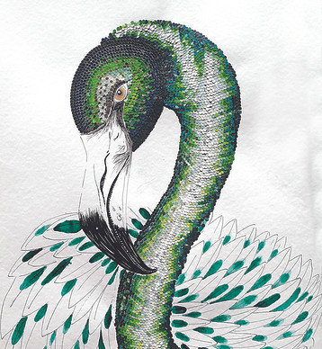 Flamant vert.jpg