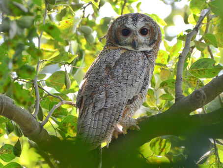 "Wings of Wonder: Exploring Fascinating Facts About Birds"