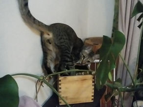 猛ダッシュは元気な証拠!?